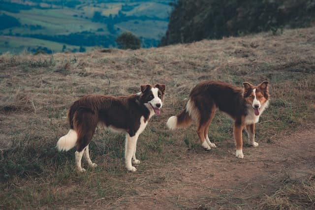 the beautiful color of Border Collie