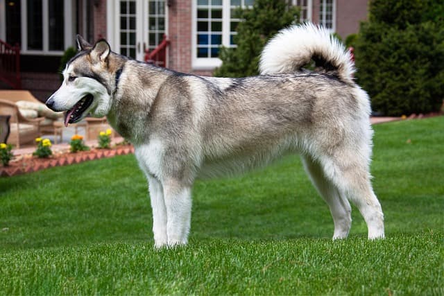 Alaskan Malamute with gray fur