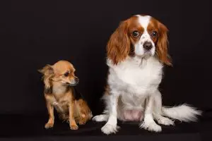 Two dogs under black background 