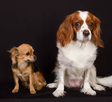 Two dogs under black background