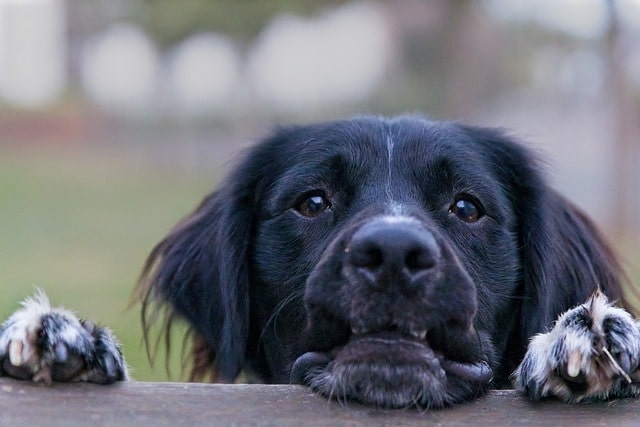 expectations from Border Collie and Stabyhoun