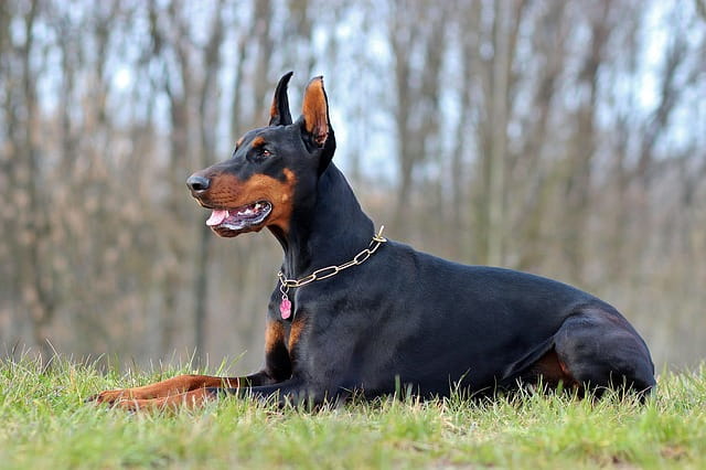 Dobermann with beautiful coat