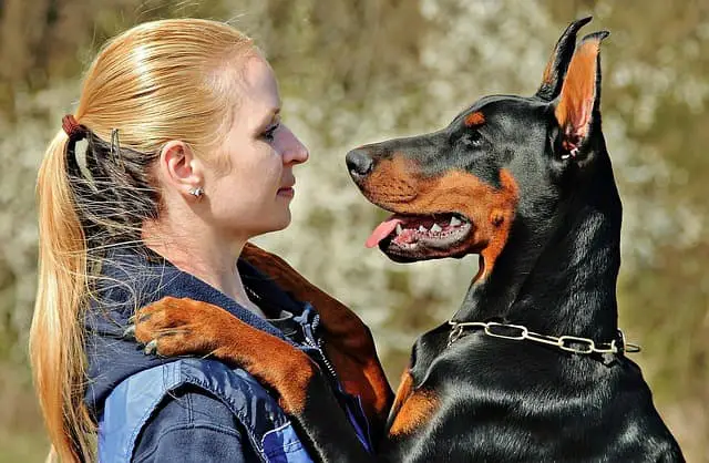 protective and loving Dobermann