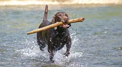 adorable GSP retrieving a stick of wood