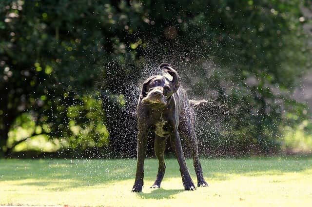 black GSP