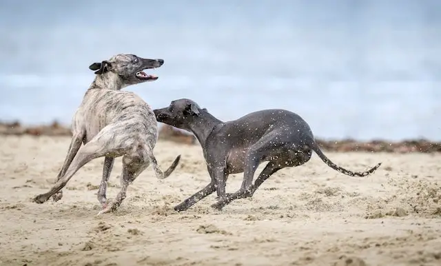 2 active Greyhounds playing on the sand