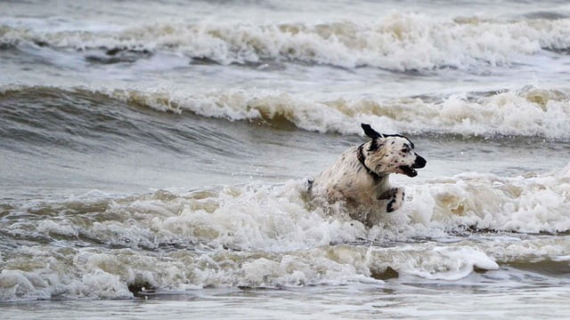 Stabyhoun playing at sea