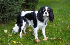 young cavalier dog