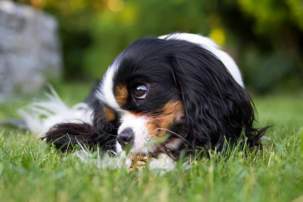 Guide to Border Collie Cavalier King Charles Spaniel Mix - BorderCollieTalk