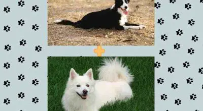 border collie and japanese spitz dog breed