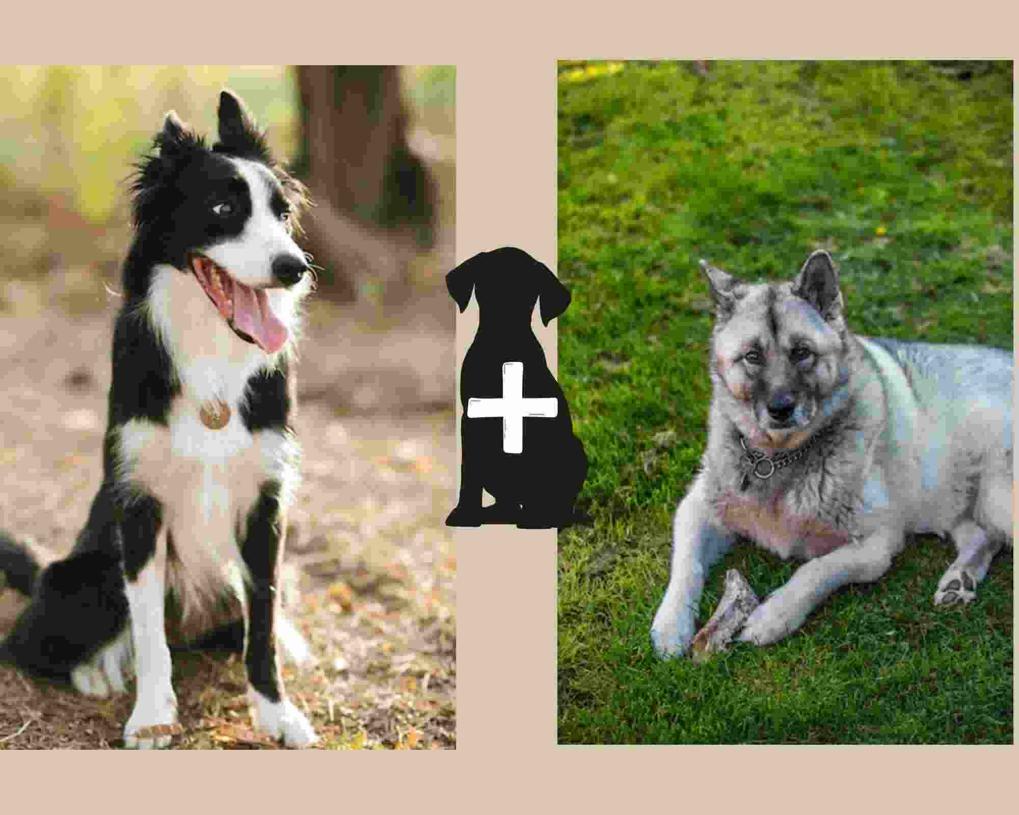 Your Guide to Border Collie Norwegian Elkhound Mix - BorderCollieTalk