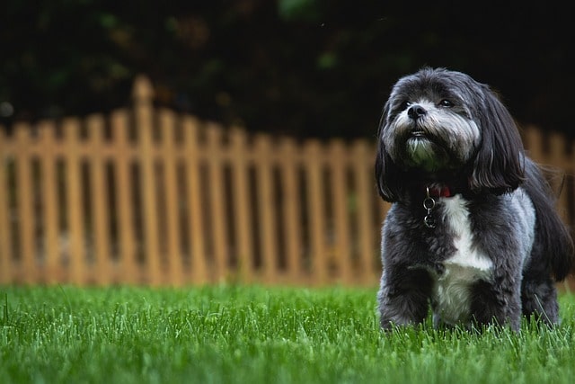 colors of Shih Tzu