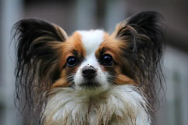 adorable Papillon