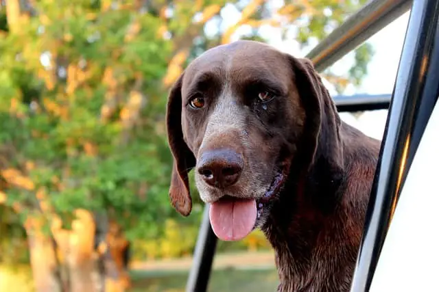 German Shorthaired Pointer is perfect for family