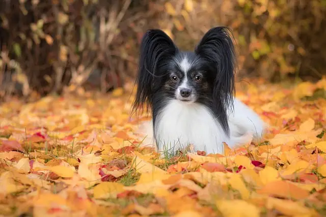 what a groomed Papillon looks like