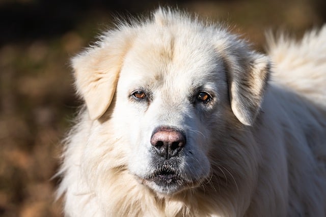 the lovable Maremma Sheepdog