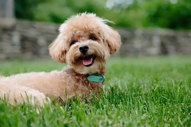 Poodle has happy personality