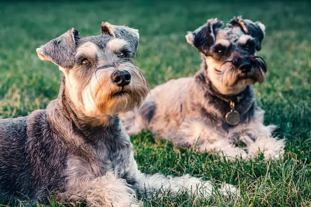 cute Schnauzer ears