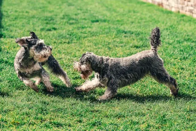 Schnauzer playing with other dog