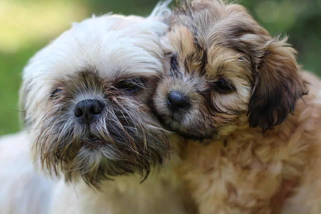 getting a Shih Tzu pup