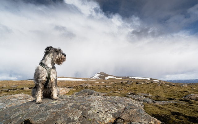 keeping your Schnauzer healthy