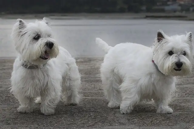 how long Westies can live?