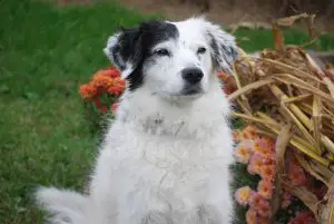 White and black mixed breed dog poses with autumn flowers and corn husks.