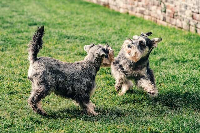 why you should get a Mini Schnauzer