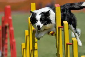 Border Collie on agility course, over the jump