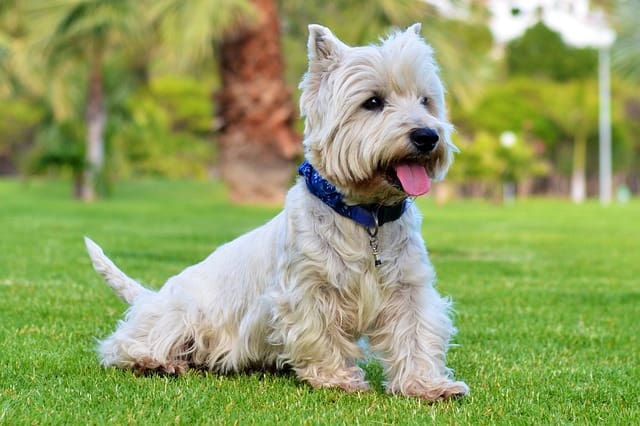 Westie as a family pet