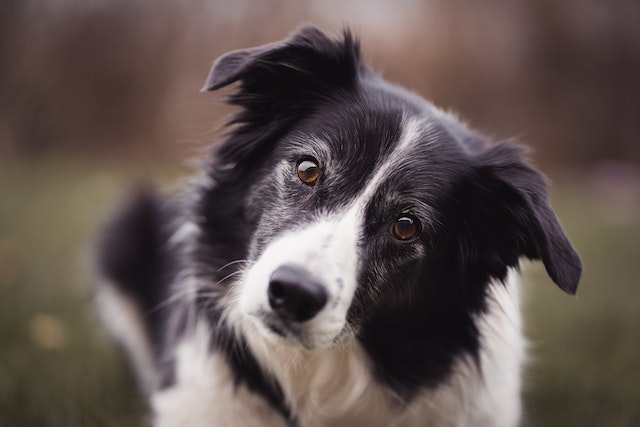 Border Collie looking strange