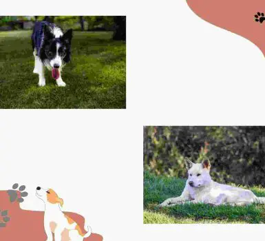 border collie and dingo breed collage