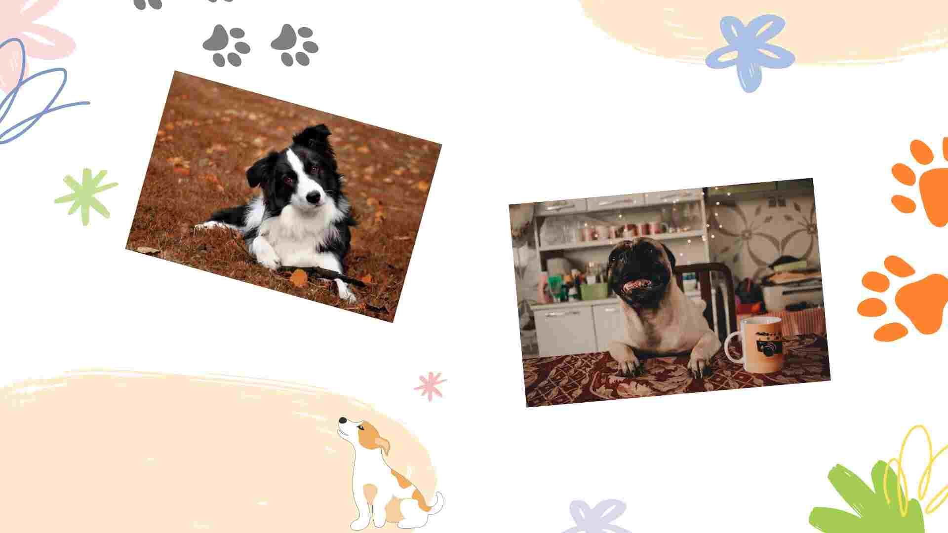 border collie and pug image
