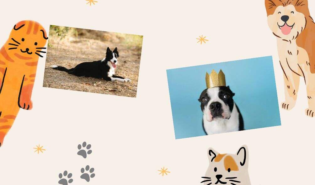 Boston Border Collie Mix Breed Guide BorderCollieTalk