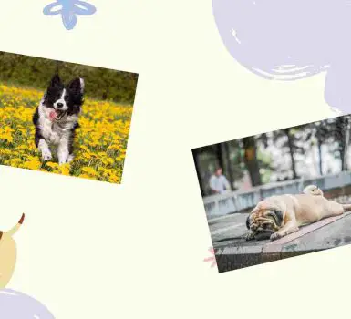 border collie and pug collage