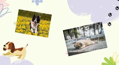 border collie and pug collage