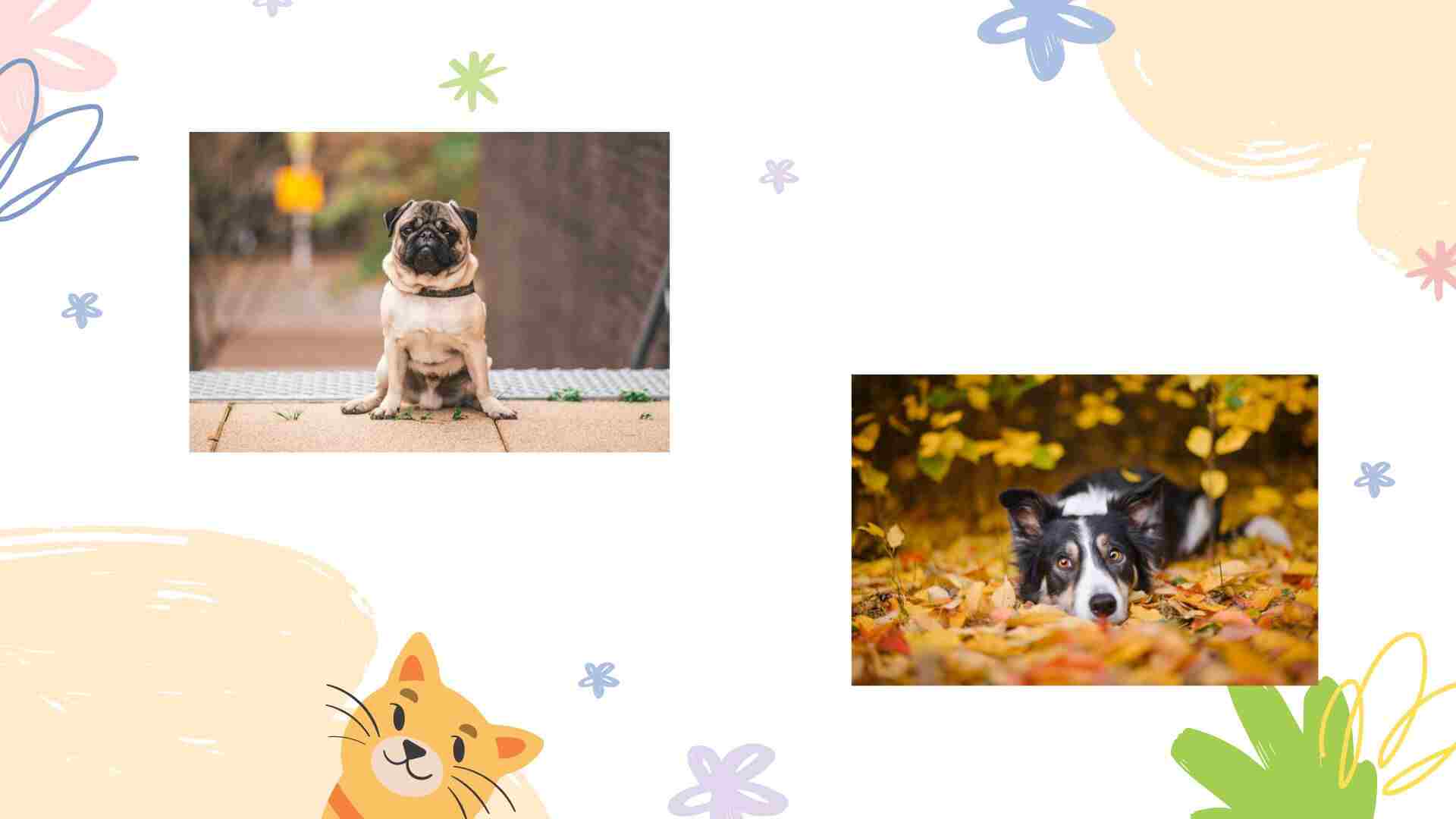 Complete Breed Comparison for Border Collie and Pug - BorderCollieTalk