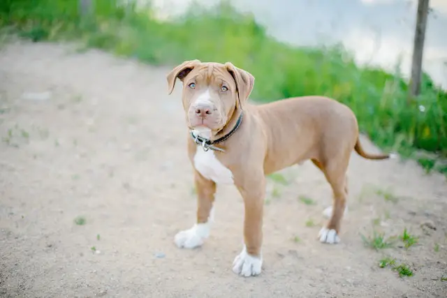 what to expect from owning a Pitbull