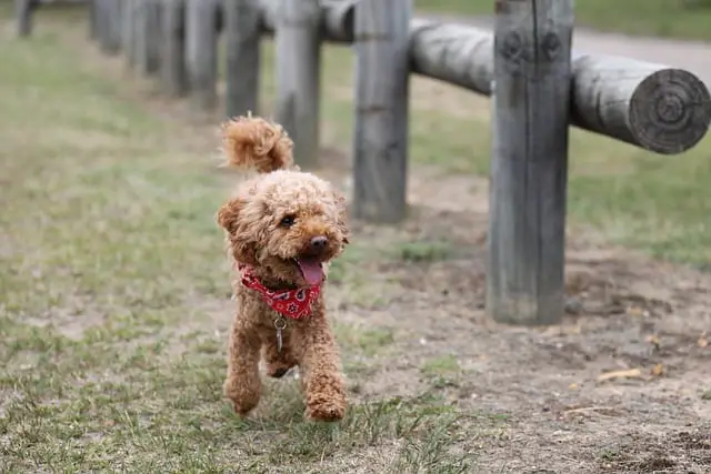 why you must exercise your Poodle