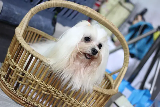 adorable Shih Tzu in a basket