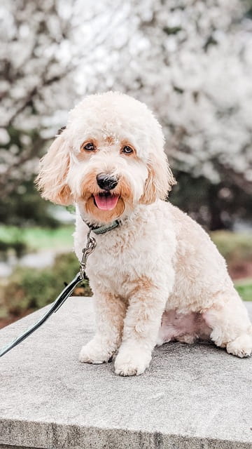 happy Cockapoo