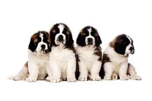 Four St Bernard puppies sat together isolated on a white background
