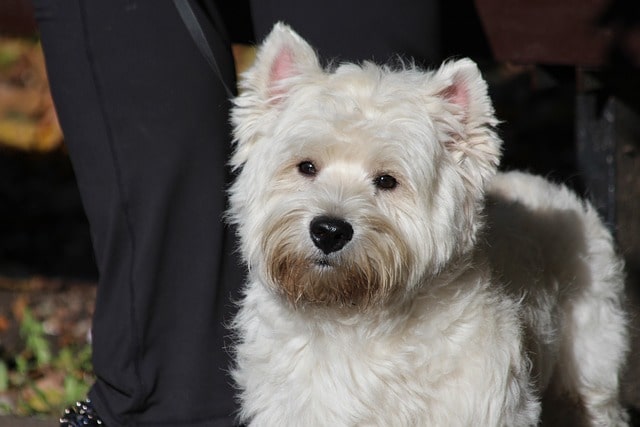 all white Westie