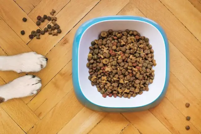 what's the ideal diet for your dog