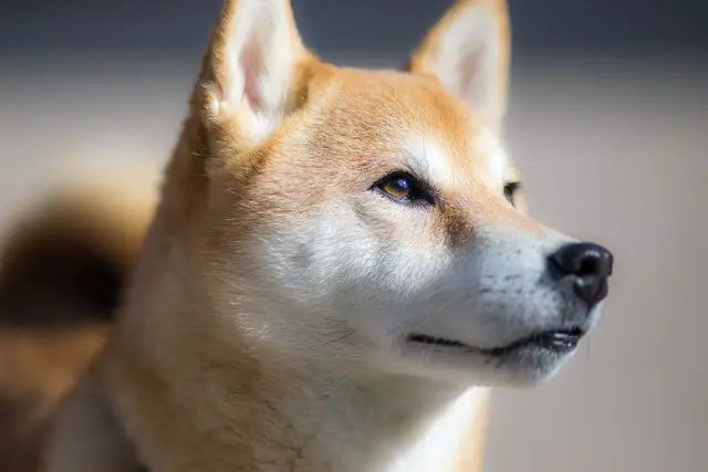 getting to know more about Shiba Inu