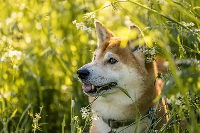 is a Shiba Inu better for you or a Border Collie