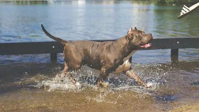 Pitbull in the water