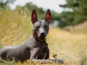Mexican hairless on a Sunny day