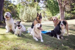 Border collie with different dog breeds