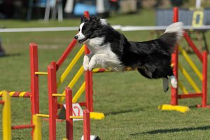 Border Collie on agility course, jumping